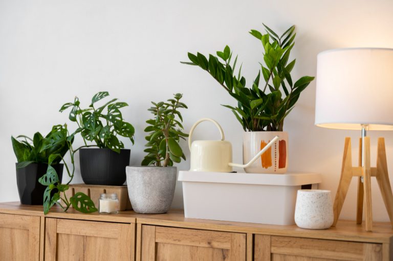 tanaman kecil untuk interior