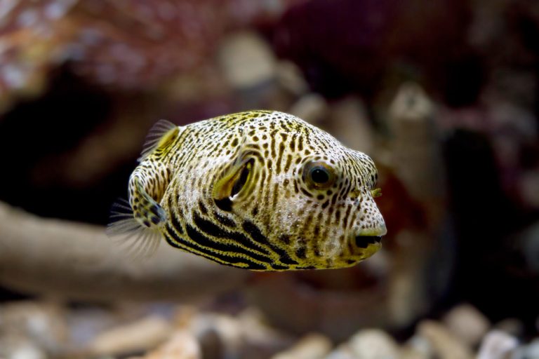 Ikan buntal