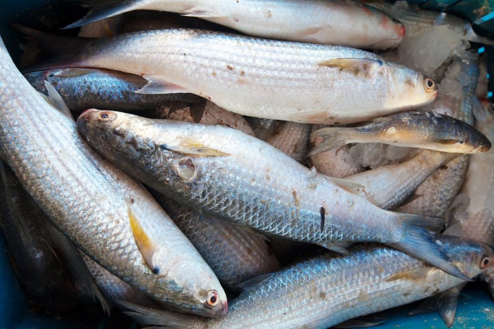 Ikan segar