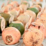 Kelapa kopyor