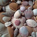 jenis kerang