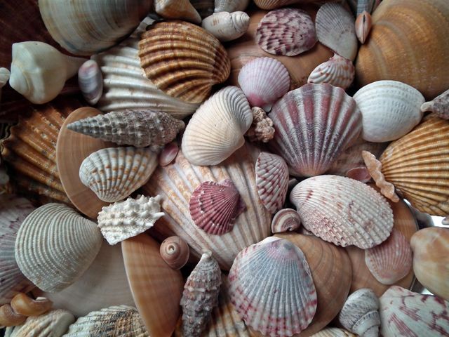 jenis kerang