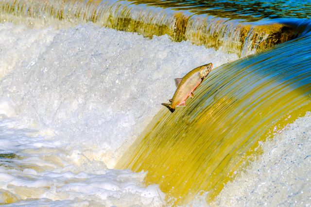 habitat salmon